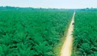 TSH proposes acquisitions to expand plantation footprint in Indonesia