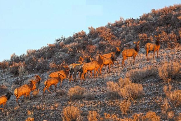 The animals are a primary part of the diet of many native tribes and were an early food for white settlers in the mid- to late-1800s.