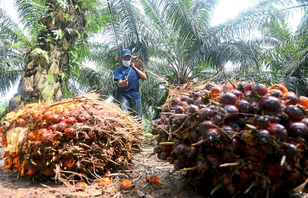 Despite crude palm oil (CPO) prices surging past the RM4,700 mark, independent oil palm smallholders in Sarawak are feeling the pinch from skyrocketing production costs, forcing them to slash fertiliser use by nearly half.