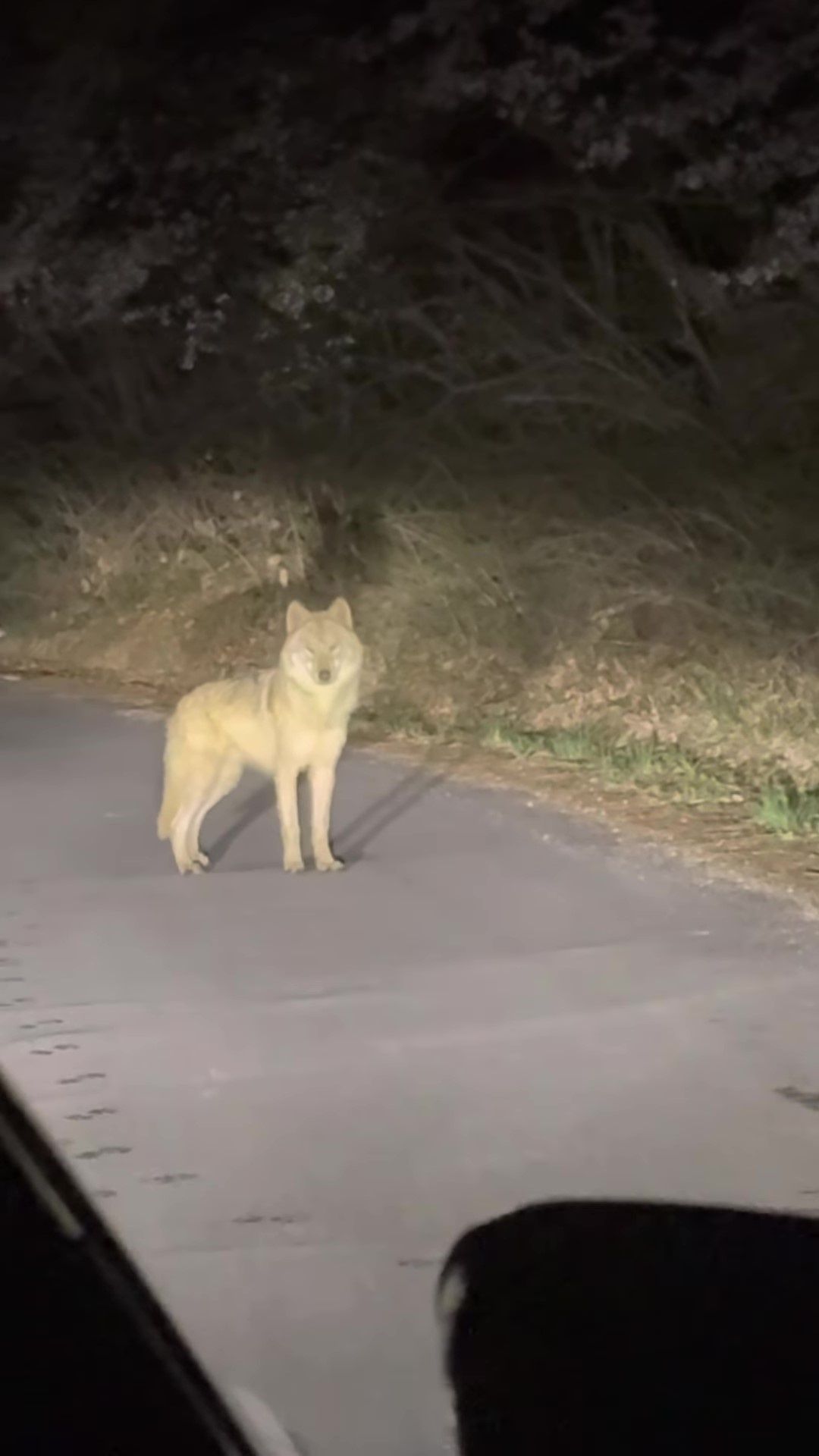 A screenshot from footage showing an escaped wolf spotted in Daejeon on Tuesday. - Photo: Instagram @jun70795