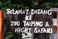 No monkeying around! Taiping zoo reins in wild primates