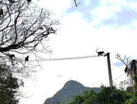 Man builds bridges for langurs, preserving bio-diversity in Vietnam's Quang Tri province
