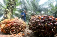 High CPO prices no boon for Sarawak smallholders as production costs soar