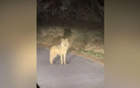 Runaway South Korea zoo wolf spotted, capture under way