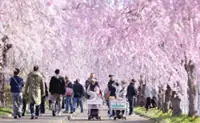 Visitors stroll through curtain of cherry blossoms in Japan's Fukushima Prefecture