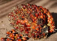 Malaysia raises May crude palm oil reference price, duty at 10%