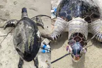 Green sea turtle found dead on waters off Bayan Lepas