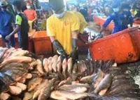 Fish supply surges in Yangon markets as April harvests increase, trade slows