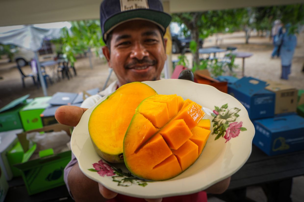 Harumanis orchard operator Abdul Hanan Saad, 42, expressed his pleasure with this year’s harvest, which has doubled compared to the 2025 season. — Bernama Pic