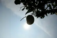 Hot weather a boon to Harumanis farmers with sweeter, bountiful yields