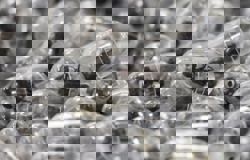 Chinese man jailed after trying to smuggle 2,200 ants out of Kenya in his luggage