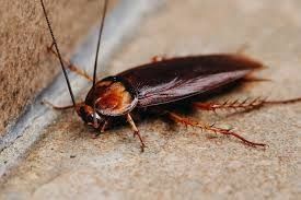 Hospital cafeteria shut over cockroaches, poor hygiene | The Star