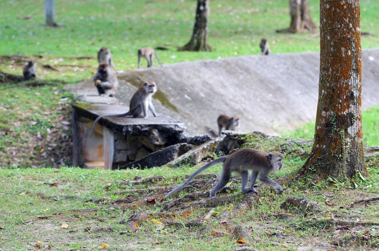 Teh said public education and awareness programmes are being intensified to highlight that feeding monkeys contributes significantly to behavioural changes.