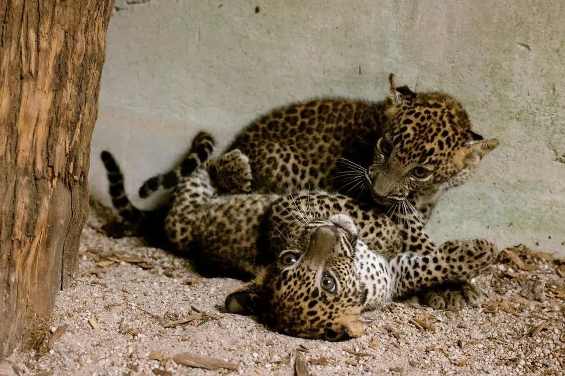 Two of the leopard cub triplets play-fighting in their den. They are among only around 80 Sri Lankan leopards in zoos worldwide. - Photo: MANDAI WILDLIFE GROUP