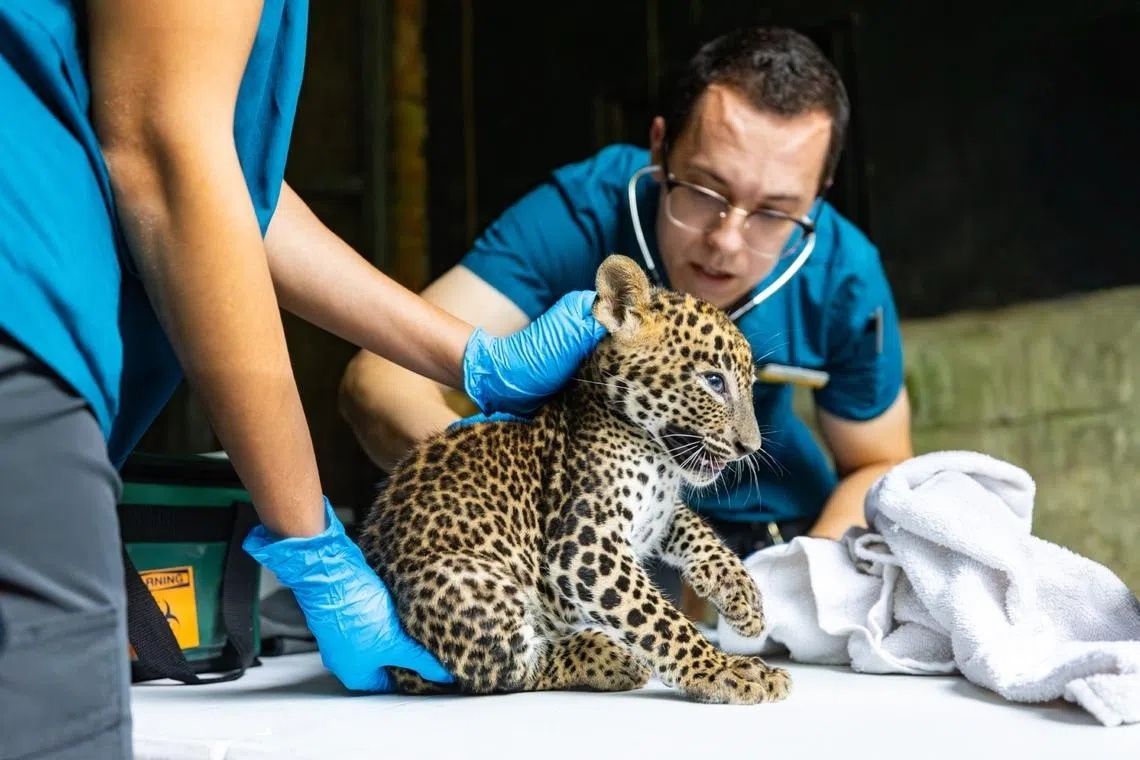 One of the Sri Lankan leopard cubs undergoing a health check.- Photo: MANDAI WILDLIFE GROUP