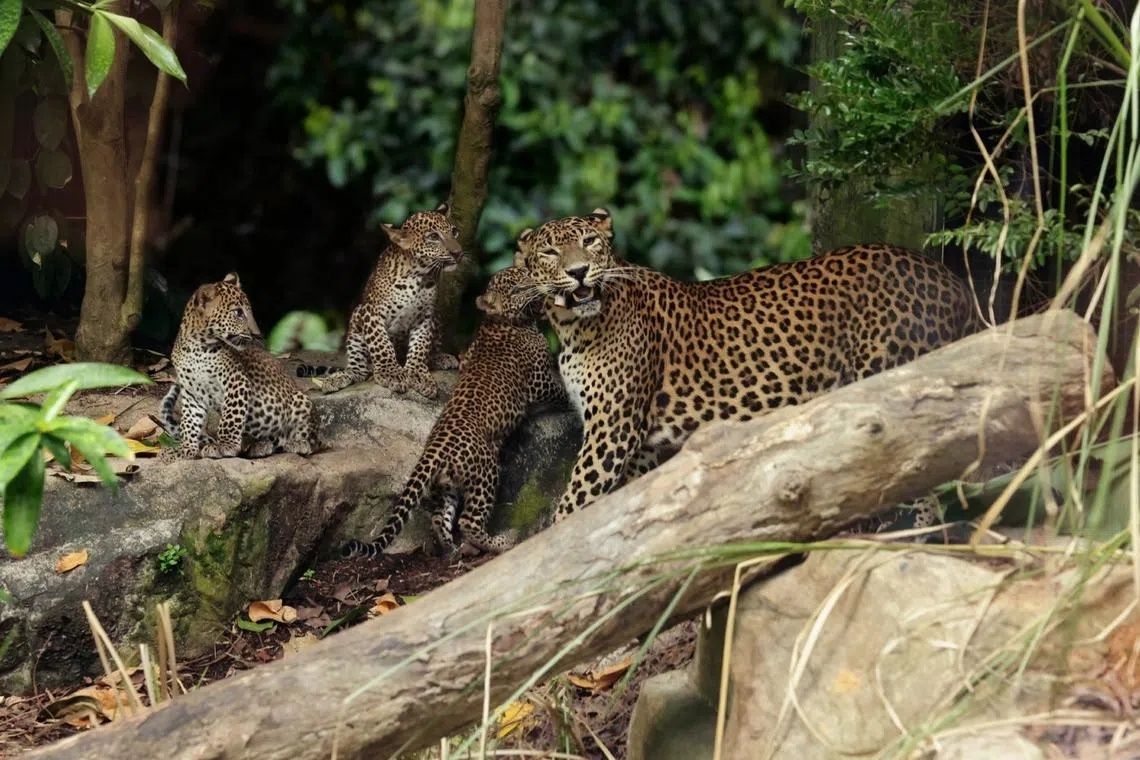 Singapore Zoo's first Sri Lankan leopard cubs make their public