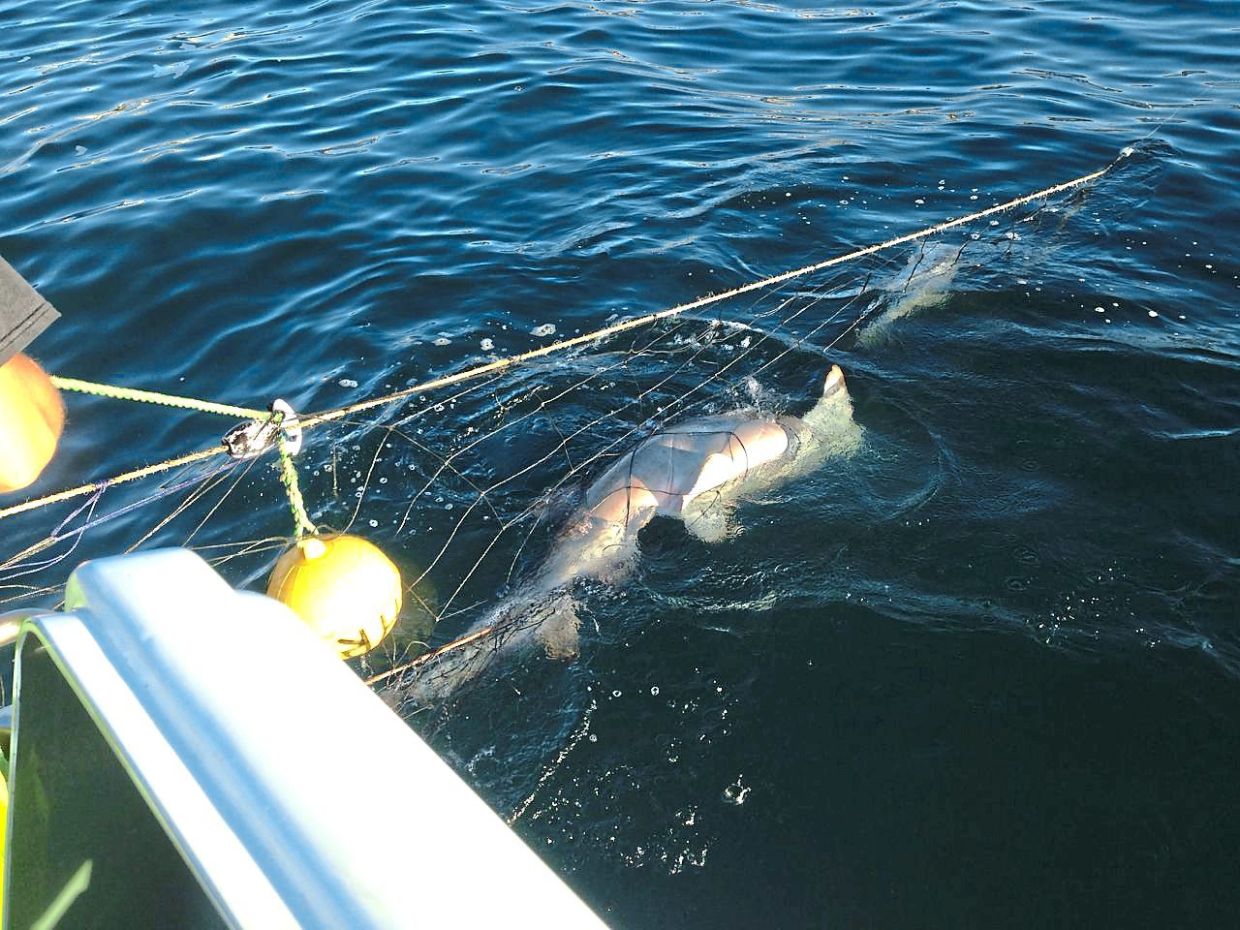 A hammerhead shark lies in a shark net set up by the state of New South Wales in Australia to protect swimmers. — Humane World for Animals Australia