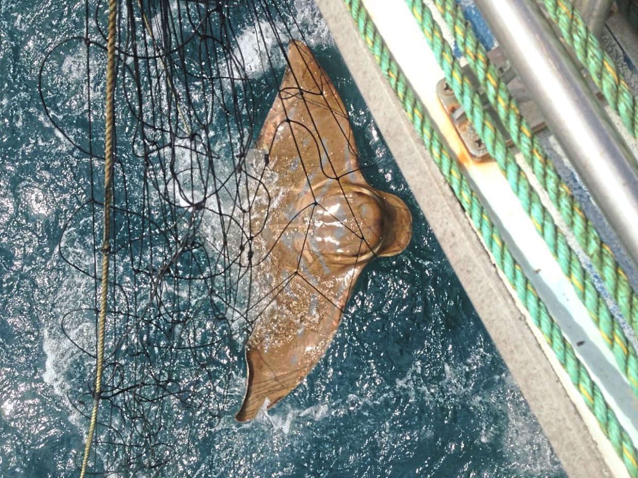 The government of New South Wales set up nets to catch deadly sharks, but often non-targeted species, like this ray, get caught up in them. —Humane World for Animals Australia