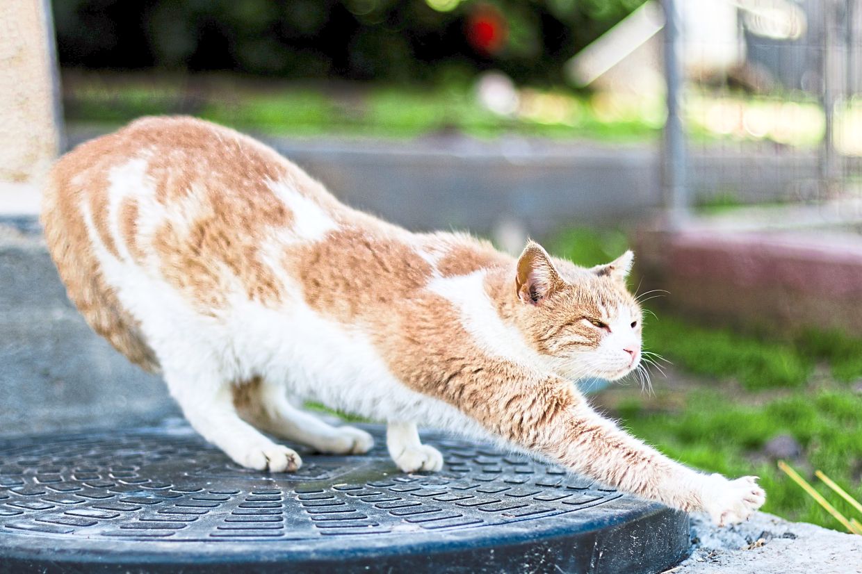 Modern research has split the falling cat problem into two competing models. Yasuo Higurashi.