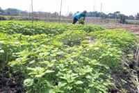 Youth farming gets a boost