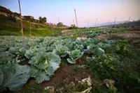 Thai farmers pin hopes on microbes to end annual burning crisis
