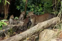 Singapore Zoo’s first Sri Lankan leopard cubs make their public debut