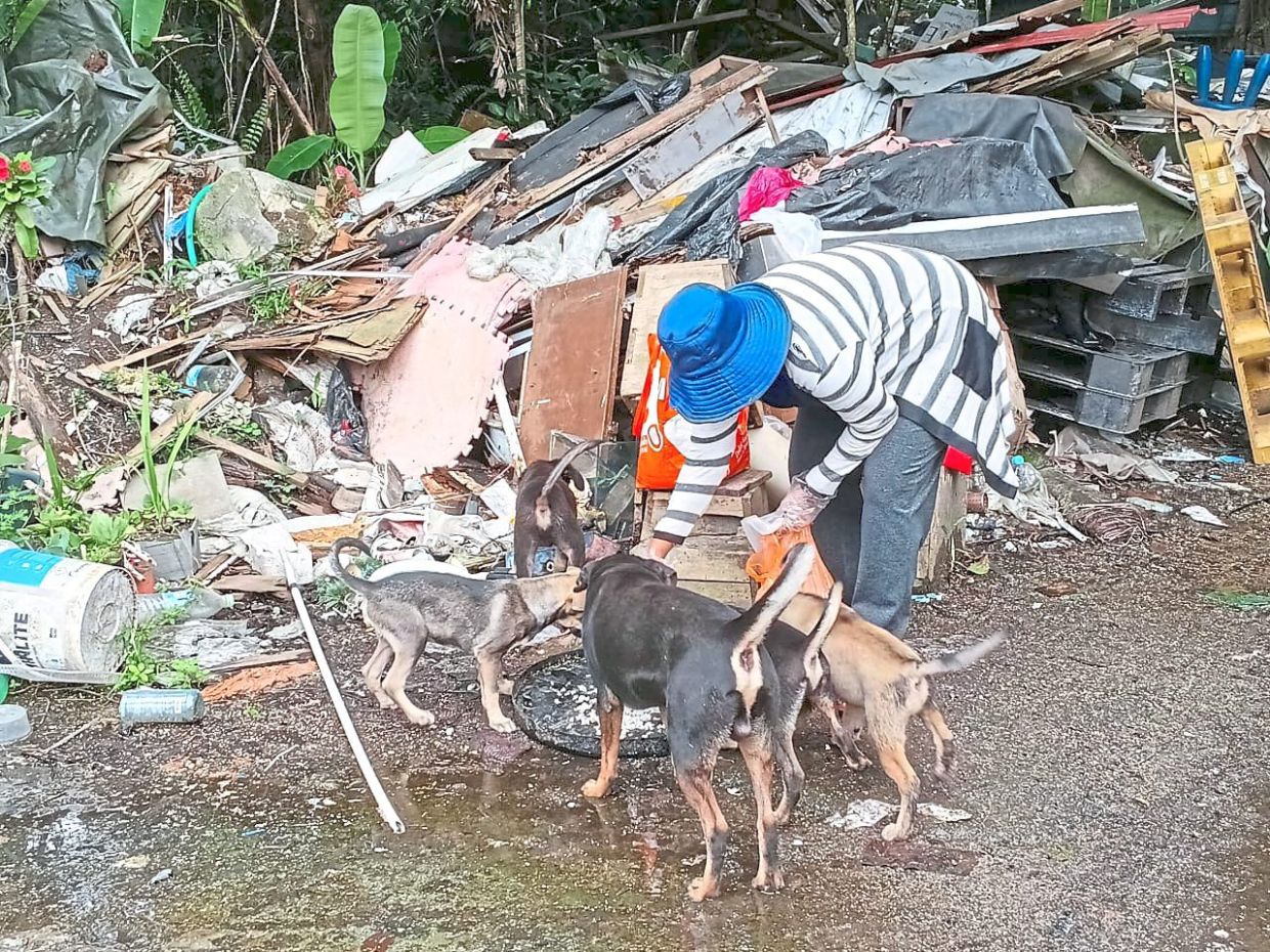 Visalatce has been assisting animal welfare groups in feeding strays.