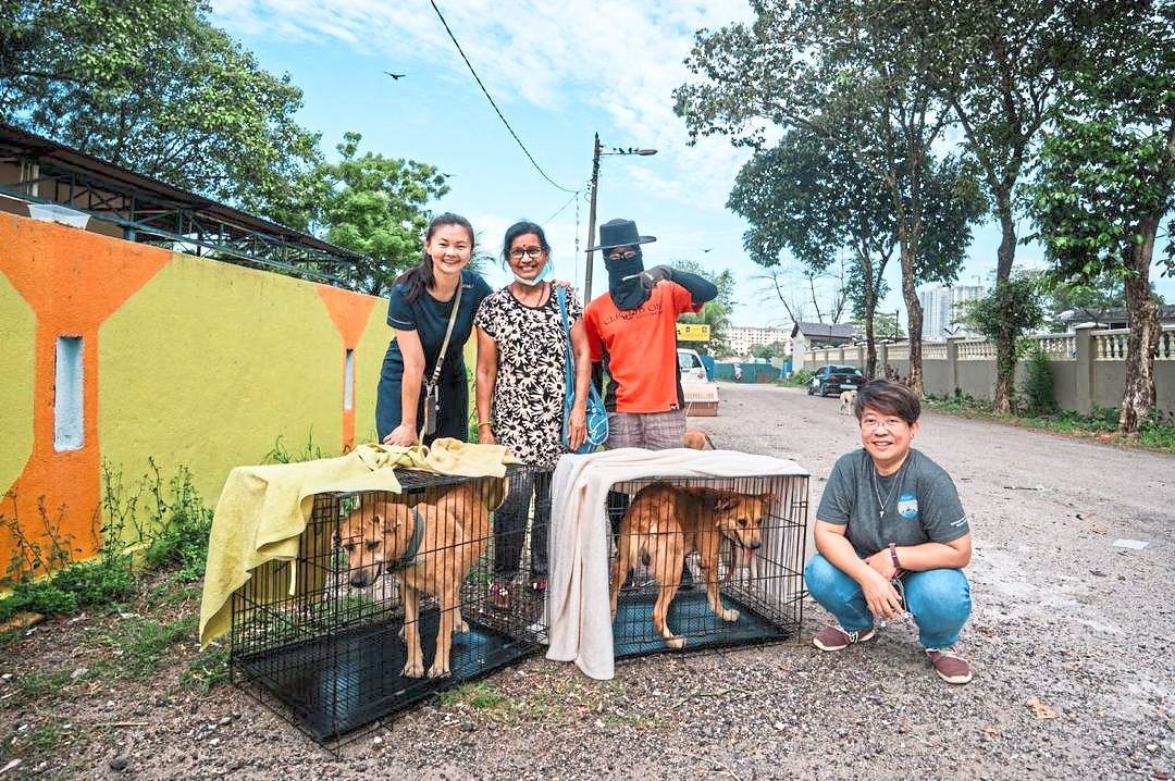 Lau (right) and volunteers during an Animal Kindness Coalition trap-and-neuter activity.