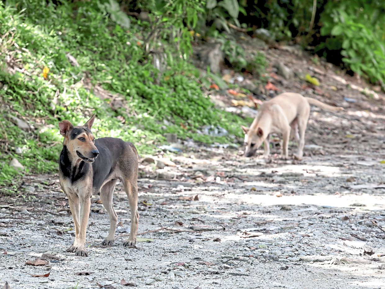 In 2020, MBPJ received about 900 complaints from the public related to stray dogs.

In 2024, this figure dropped to 702 and last year, it decreased to 472.