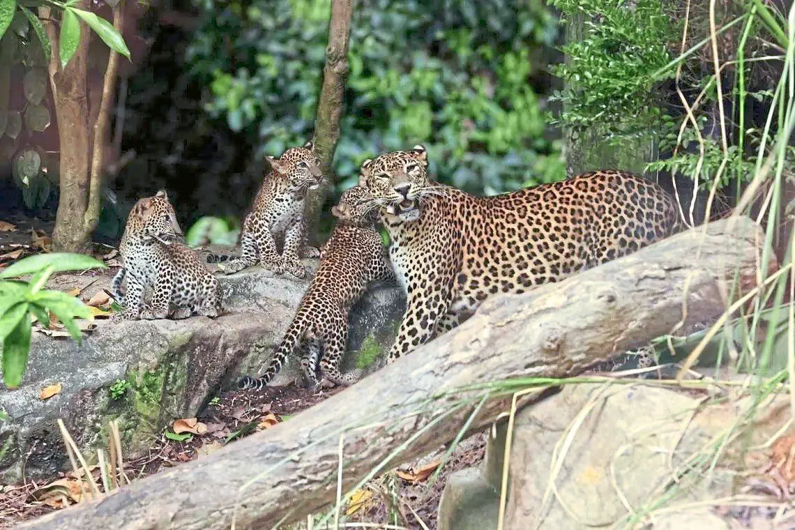 Singapore Zoo's first Sri Lankan leopard cubs make debut | The Star
