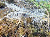 New icy sighting at Kinabalu Park substation