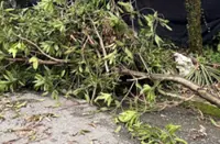 Falling tree damages car in Selayang after heavy winds, rain