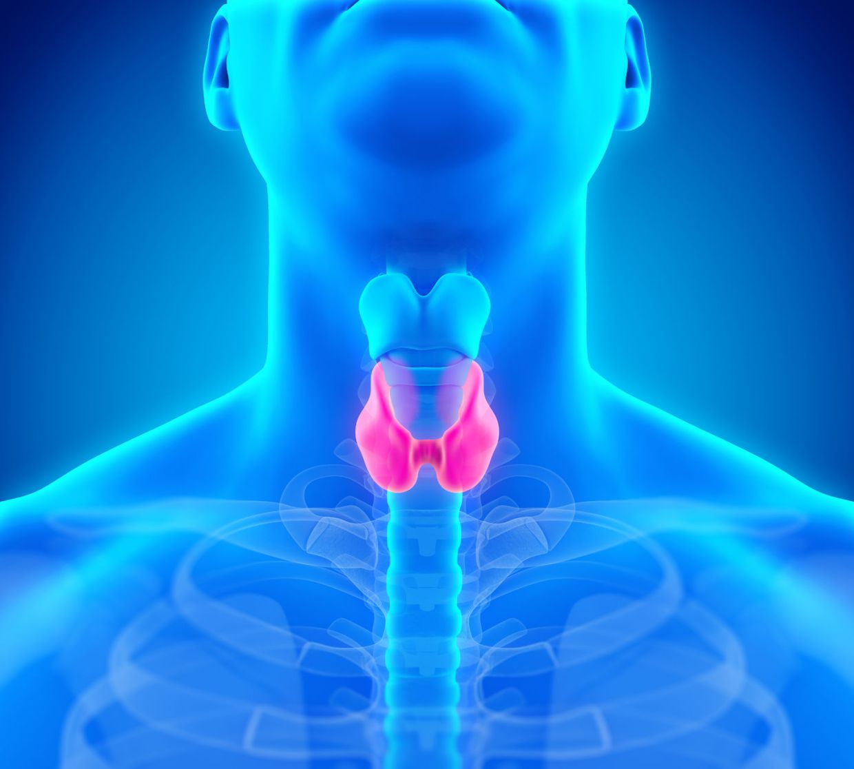 The thyroid gland is responsible for producing thyroid hormones that control our metabolism, physical and sexual health. — Wikimedia Commons