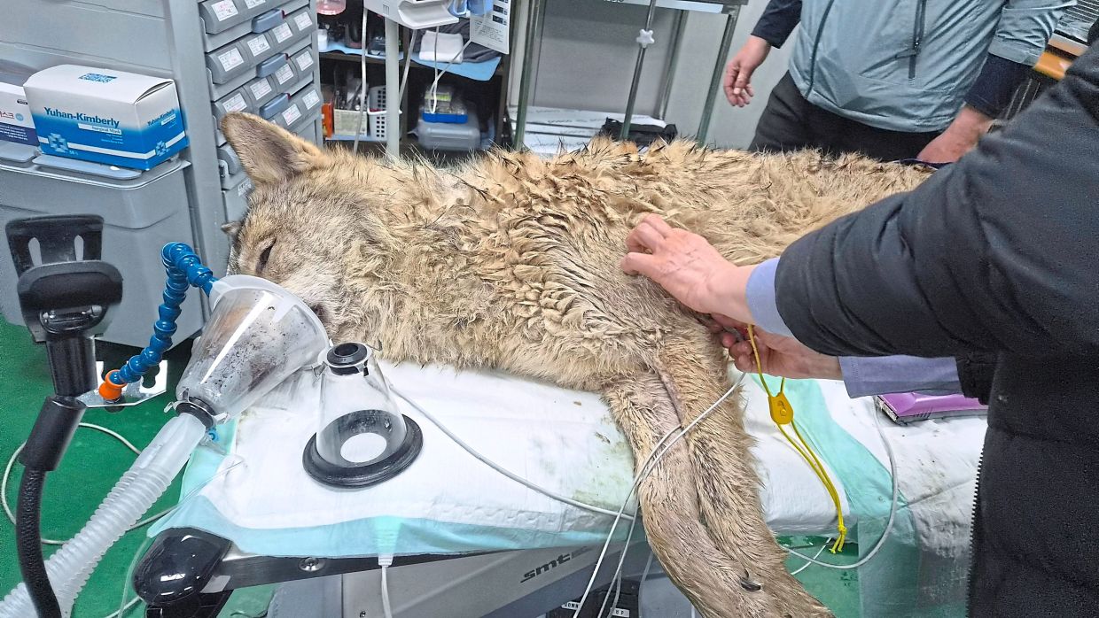 Runaway wolf’s nine-day escapade comes to an end