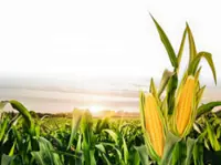 Conflict sows fertiliser shock