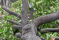 Worker electrocuted while clearing fallen tree in Kajang