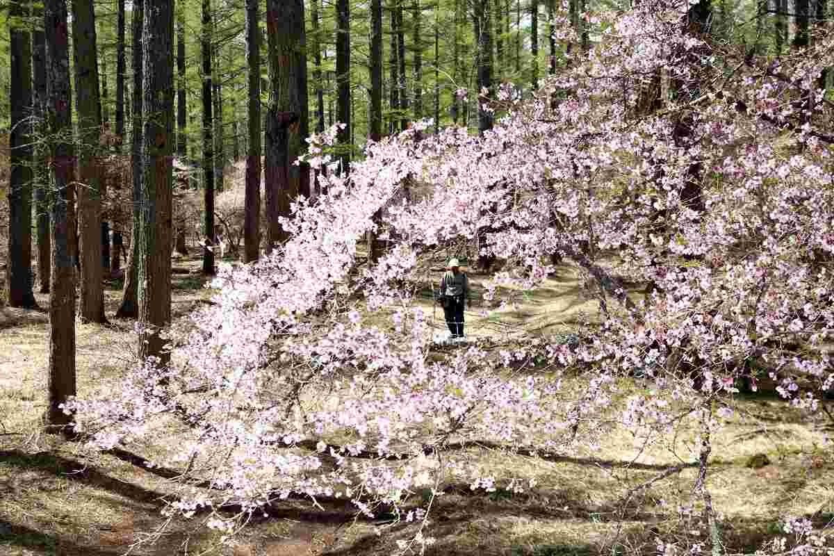 A cluster of Fuji cherry blossoms is in full bloom in Fujiyoshida, Yamanashi Prefecture, on Saturday. - Photo: The Yomiuri Shimbun