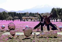 Foot of Japan's Mt. Fuji decorated with vibrant flowers; moss phlox, Fuji cherry blossoms