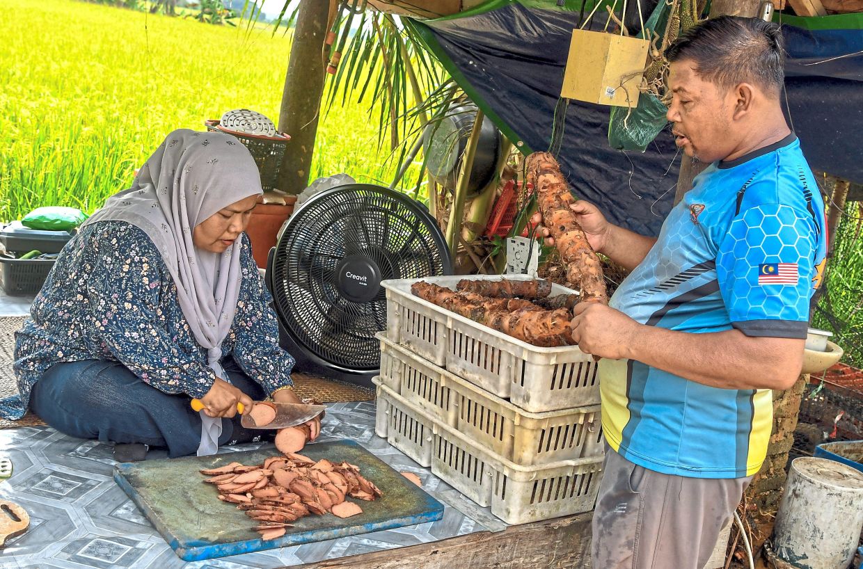 Roselina cutting ubi gegeli into slices as Zulkhairul Anuar selects the cleaned ones.