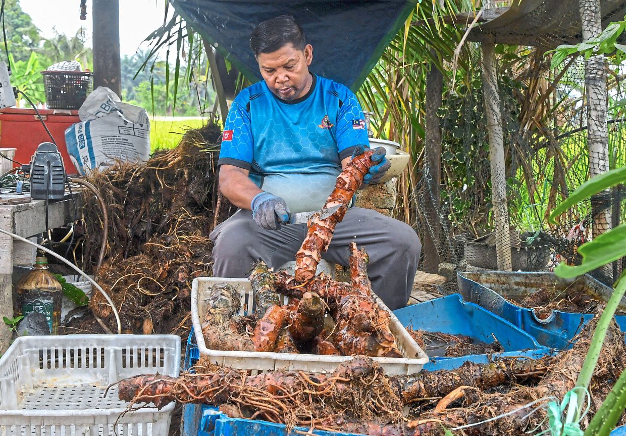 Zulkhairul Anuar removing roots and cleaning the ubi gegeli.