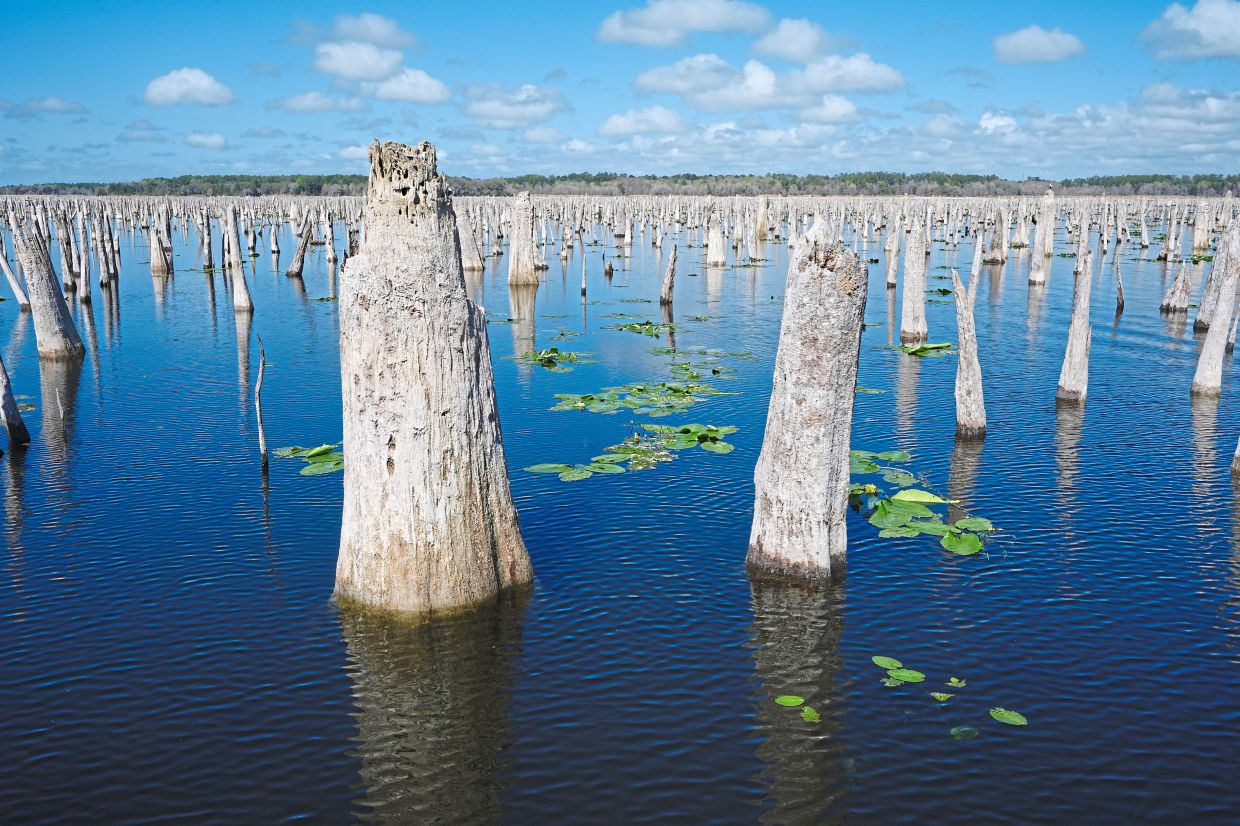 The dead trunks of cypress trees, cabbage palms and other wetland plants briefly emerge during a drawdown of the Rodman Reservoir.