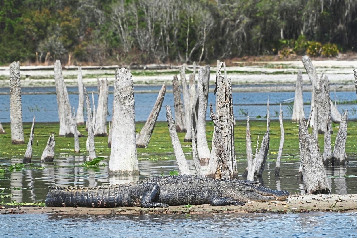 An American alligator rests on a narrow piece of land during a drawdown of the Rodman Reservoir.