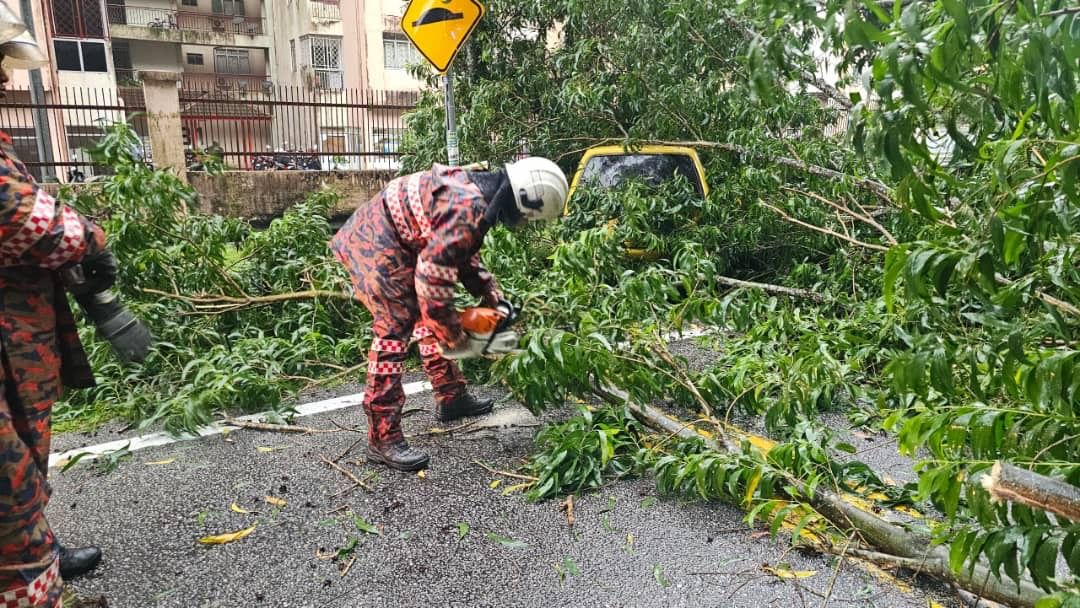 Tree falls on four vehicles in Selayang | The Star