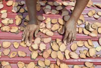 Hot weather boosts production, demand for ‘ubi gegeli’ traditional herb