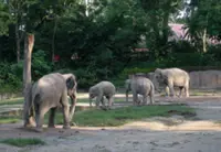 Transfer of jumbos from Taiping zoo to Osaka part of a conservation pact, Perak assembly told