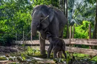 Work begins on RM52mil first phase of Perak Elephant Sanctuary project