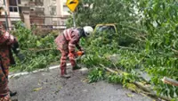 Tree falls on four vehicles in Selayang