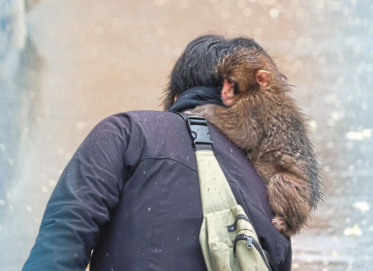 Punch, a Japanese macaque known for clinging to a stuffed orang utan, holds on to a zookeeper at Ichikawa City Zoo in Ichikawa, Chiba Prefecture, Japan. A keeper said Punch now rarely relies on the plush toy and is increasingly seen socialising with other monkeys. — Reuters
