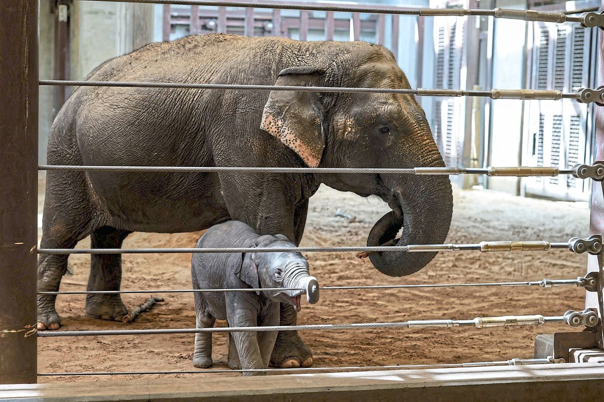 Linh Mai, a two-month-old Asian elephant, exploring her enclosure alongside Swarna at the Smithsonian National Zoological Park in Washington, DC, the United States. Though not her biological mother, Swarna has taken on a nurturing role, offering the young calf comfort and protection. — Getty Images/AFP