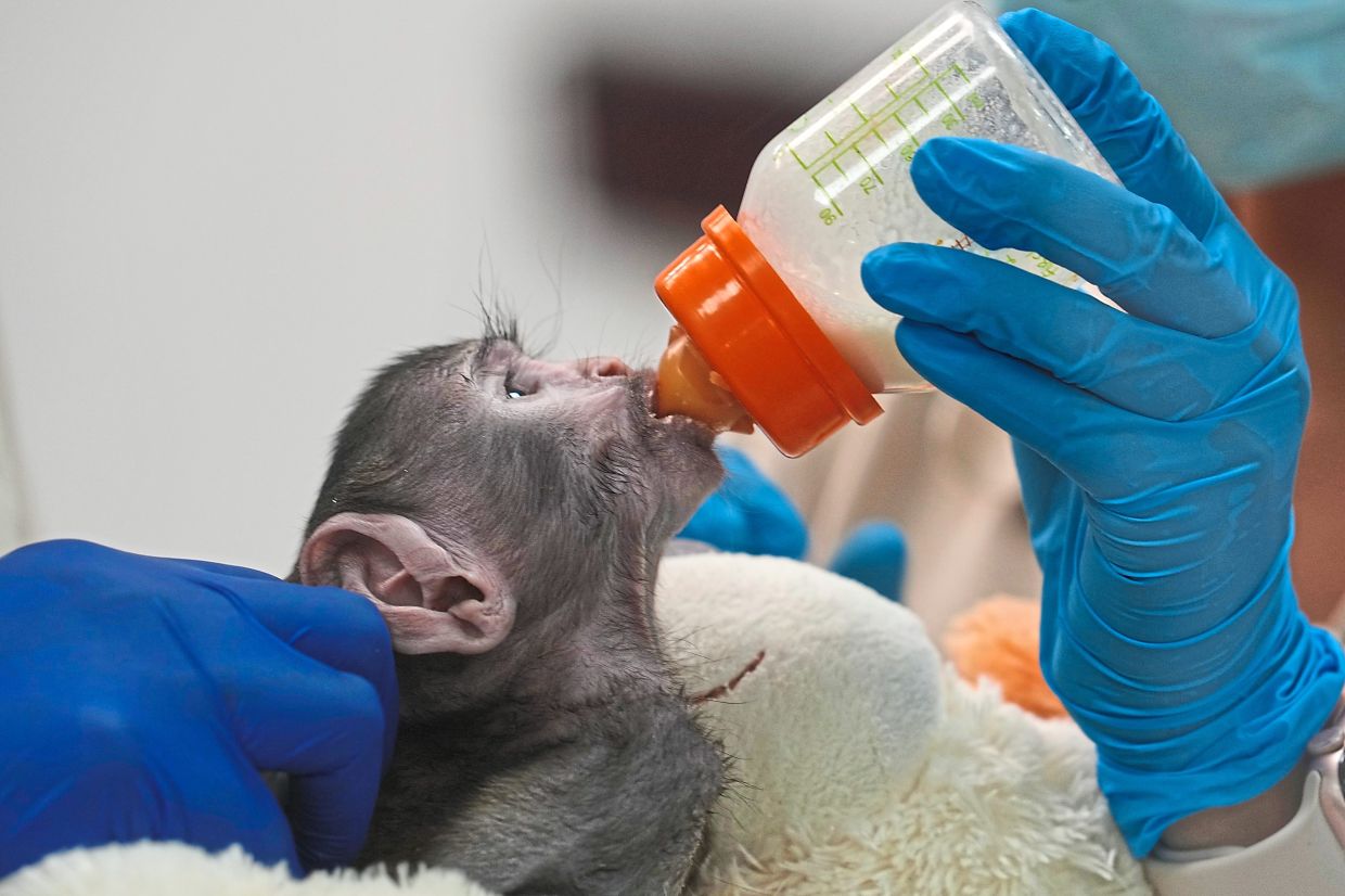 A veterinarian holding Yuji, a patas monkey born in early March, as he receives care at the Integral Centre of Animal Medicine and Wellbeing at Guadalajara Zoo in Mexico after being rejected by his mother. — Reuters